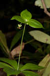 Indian cucumber